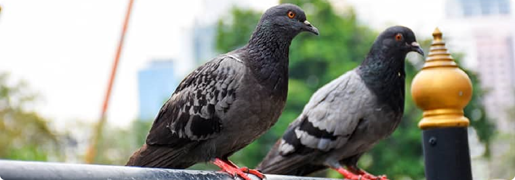bird